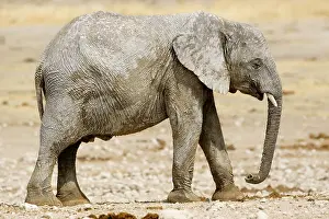 Karl Terblanche: African Elephant - youngster resting in the mid day sun