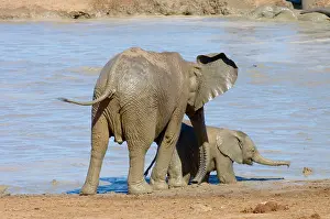Inquisitive: African Elephant youngster supervising inquisitive