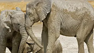 Karl Terblanche: African Elephant - two youngsters greeting each
