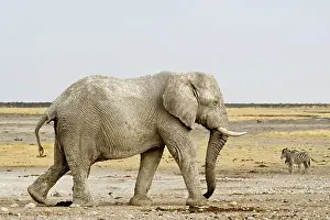 Karl Terblanche: African Elephant - with Zebras in the background