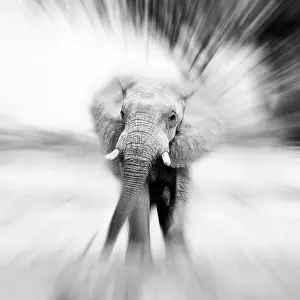 Mono: African Elephant - Zoomburst effect