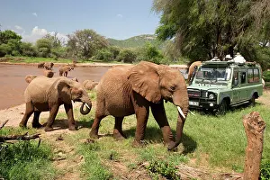 Auto: African Elephanta (Loxodonta africana) crossing
