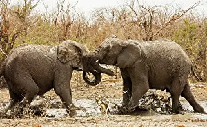 Wrestling: African Elephants