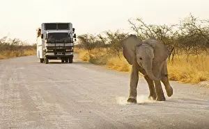 Trucks: African Elephants