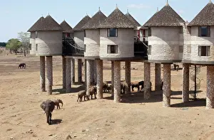 Hotels: African Elephants
