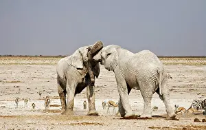 Wrestling: African Elephants -adults trunk-wrestling