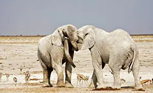 Wrestling: African Elephants - adults trunk-wrestling