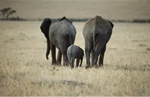 Bottoms: African ELEPHANTS - two adults and one young