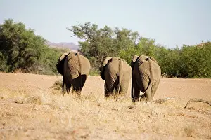 Bachelor: African Elephants - Bachelor group on the move