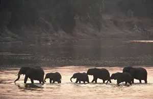Lines: AFRICAN ELEPHANTS - Breeding herd crossing the Luangwa River