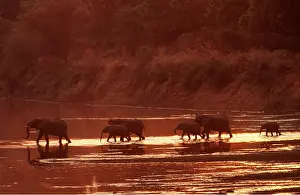 Lines: AFRICAN ELEPHANTS - breeding herd crossing the Luangwa River