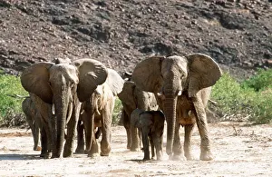 Guarding: AFRICAN ELEPHANTS - breeding herd of Desert Elephants