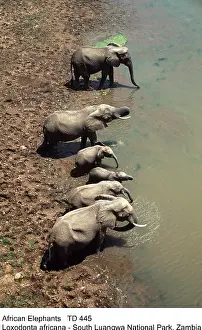Lines: AFRICAN ELEPHANTS - Breeding herd drinking