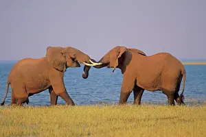 Spar: Two African Elephants - Bulls spar (mostly play