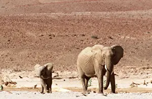 Called: AFRICAN ELEPHANTS - cow / female & calf, so-called