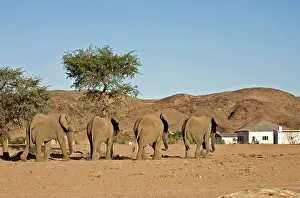 Encroachment: African Elephants - Desert adapted bulls approaching