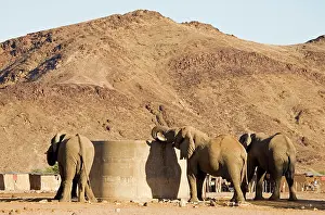 Stealing: African Elephants - Desert elephants drinking from