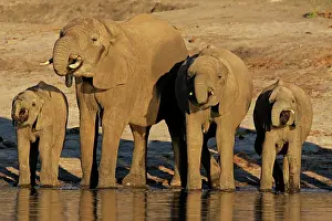 Oxyotis: African elephants drinking at Chobe river