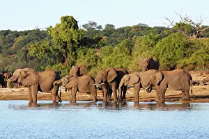 Oxyotis: African elephants drinking at Chobe river