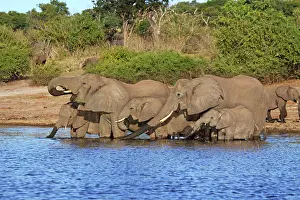 Oxyotis: African elephants drinking at Chobe river