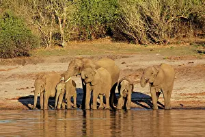Oxyotis: African elephants drinking at Chobe river