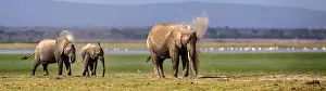 161018: African Elephants dusting in Amboselli National