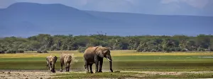 161018: African Elephants dusting in Amboselli National