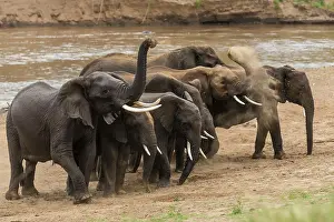 Dusting: African Elephants dusting on the river bank