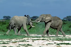 Charging: African Elephants - two fighting