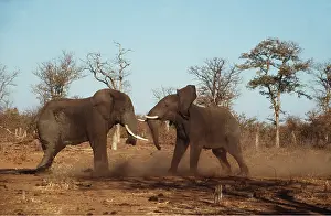 Bulls: AFRICAN ELEPHANTS - two fighting bulls