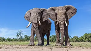 Herbivorous: African Elephants grazing in Masai Mara