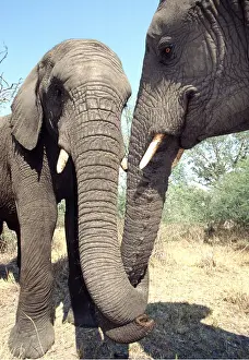 Greeting: African Elephants - two greeting