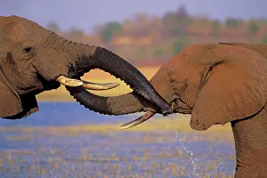 Squirting: African Elephants - greeting one another by putting
