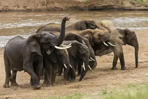 Throwing: African Elephants having dust bath on the banks