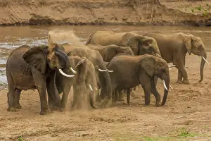 Throwing: African Elephants having dust bath on the banks