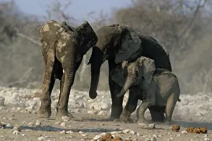 Helping: African ELEPHANTS - Helping calf stand up