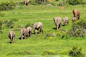 File: African Elephants - herd walking in single file