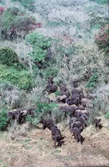Kallen Marc Ferrero: African ELEPHANTS - herd at woodland, aerial