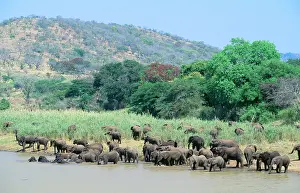 Meeting: AFRICAN ELEPHANTS - Herds meeting for drinking / bathing