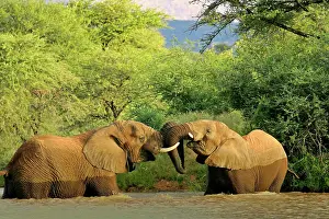 Playfully: African Elephants - two individuals fighting playfully