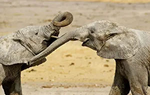 Wrestling: African Elephants - Juveniles Trunk-wrestling