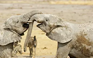 Wrestling: African Elephants - Juveniles Trunk-wrestling