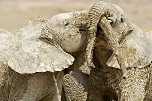 African Elephants - Juveniles Trunk-wrestling