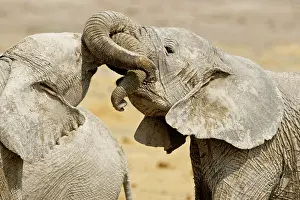 Wrestling: African Elephants - Juveniles Trunk-wrestling