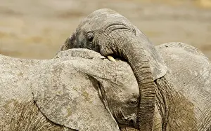 Wrestling: African Elephants - Juveniles Trunk-wrestling