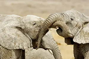 Wrestling: African Elephants - Juveniles Trunk-wrestling