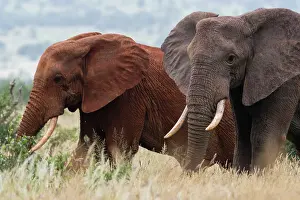 Tsavo: Two African elephants, Loxodonta africana, one of