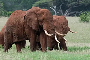 Tsavo: African elephants, Loxodonta africana, Tsavo, Kenya