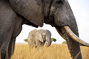 Trunked: African elephants (Loxodonta africana), Imire Wildlife