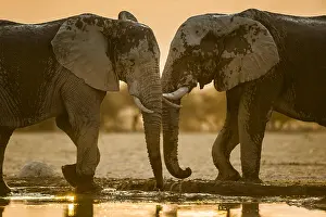 Trunked: Two African elephants (Loxodonta africana) at a
